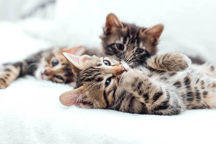 Lire la suite à propos de l’article Les noms en U pour les chats en 2023