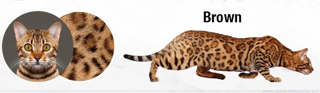 Etiquette-brown-bengal-page-loof