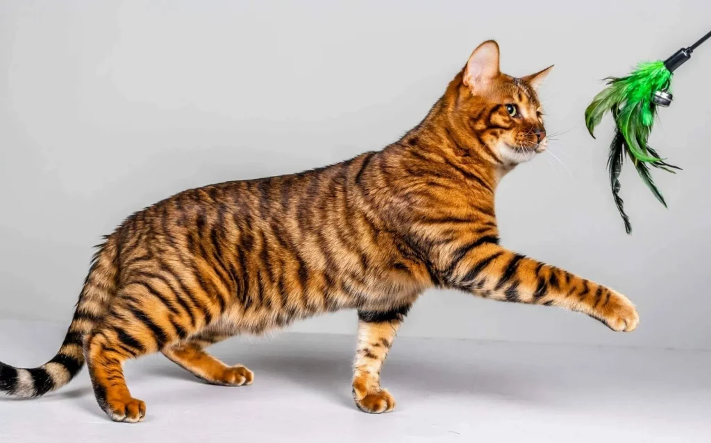 toyger male