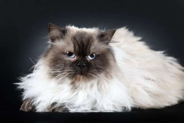 Plume du Domaine de Jade British longhair