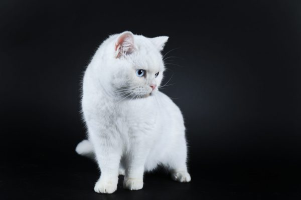 Snow Bell du Domaine de Jade British shorthair blanc