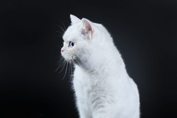 Snow Bell du Domaine de Jade British shorthair blanc
