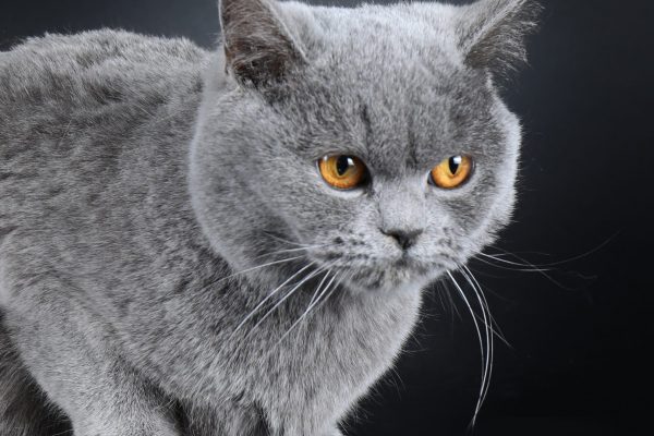 Pippa du Domaine de Jade British shorthair bleu