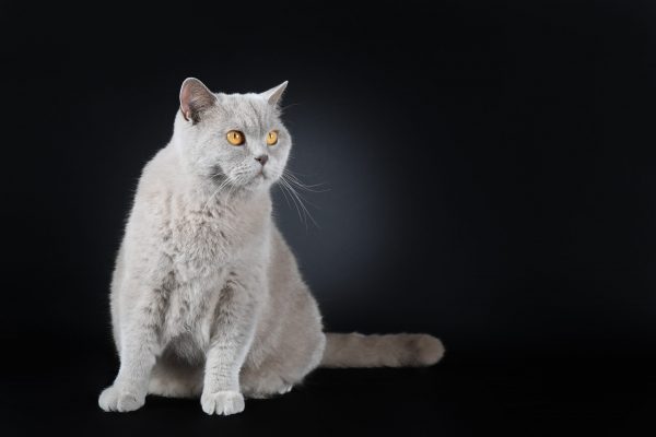 Naomie du Domaine de Jade British shorthair Lilac