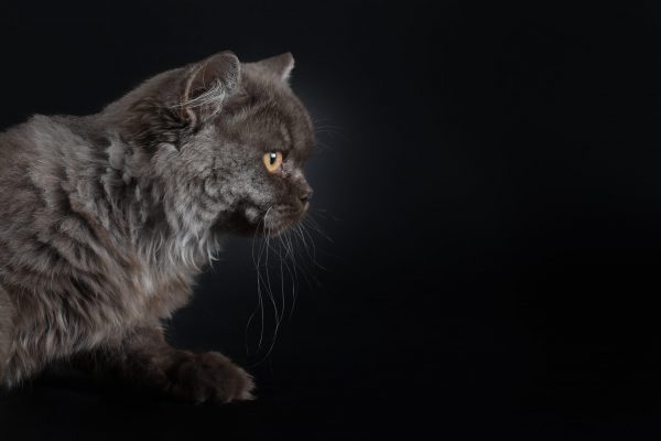 Sophya du Domaine de Jade british longhair