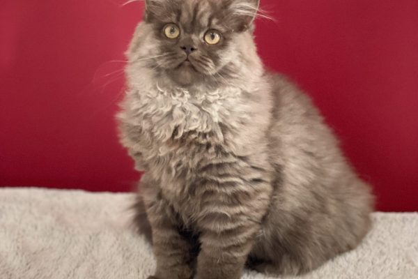 Sophya du Domaine de Jade british longhair
