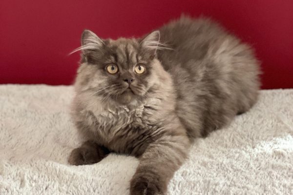 Sophya du Domaine de Jade british longhair