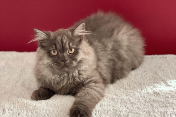 Sophya du Domaine de Jade british longhair