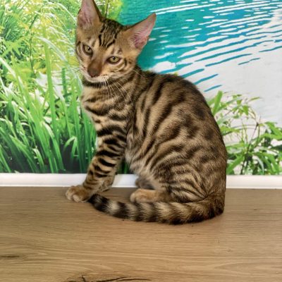 Toyger male