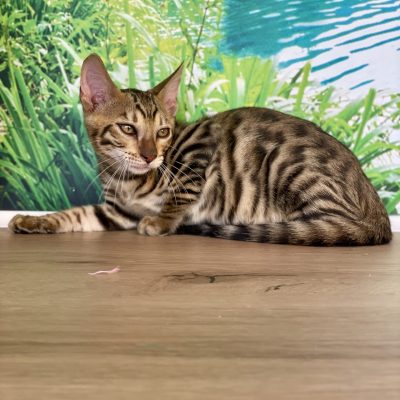 Toyger male