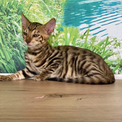 Toyger male