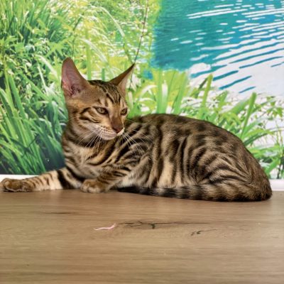 Toyger male
