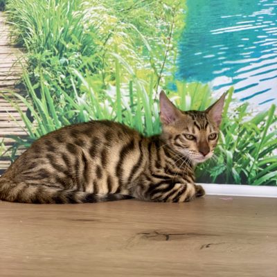 Toyger male