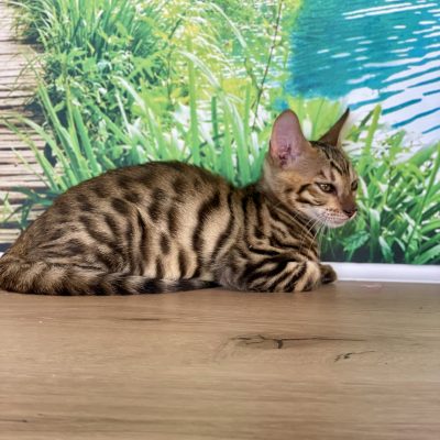 Toyger male